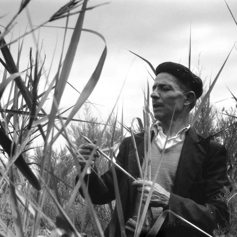 Sanluri 26 maggio 1958. Pascquale Erriu fa la raccolta delle canne. Foto di A. Bentzon